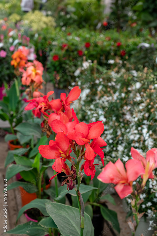 Many different tropical and exotic garden plants and colorful flowers for sale in Spanish garden shop