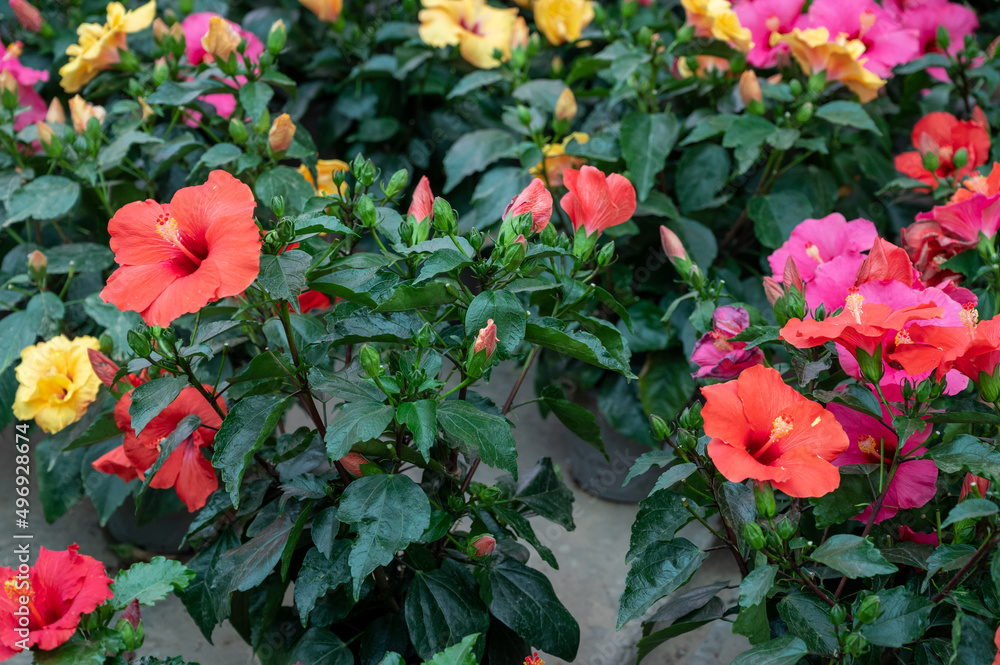 Many different tropical and exotic garden plants and colorful Hibiscus flowers for sale in Spanish garden shop