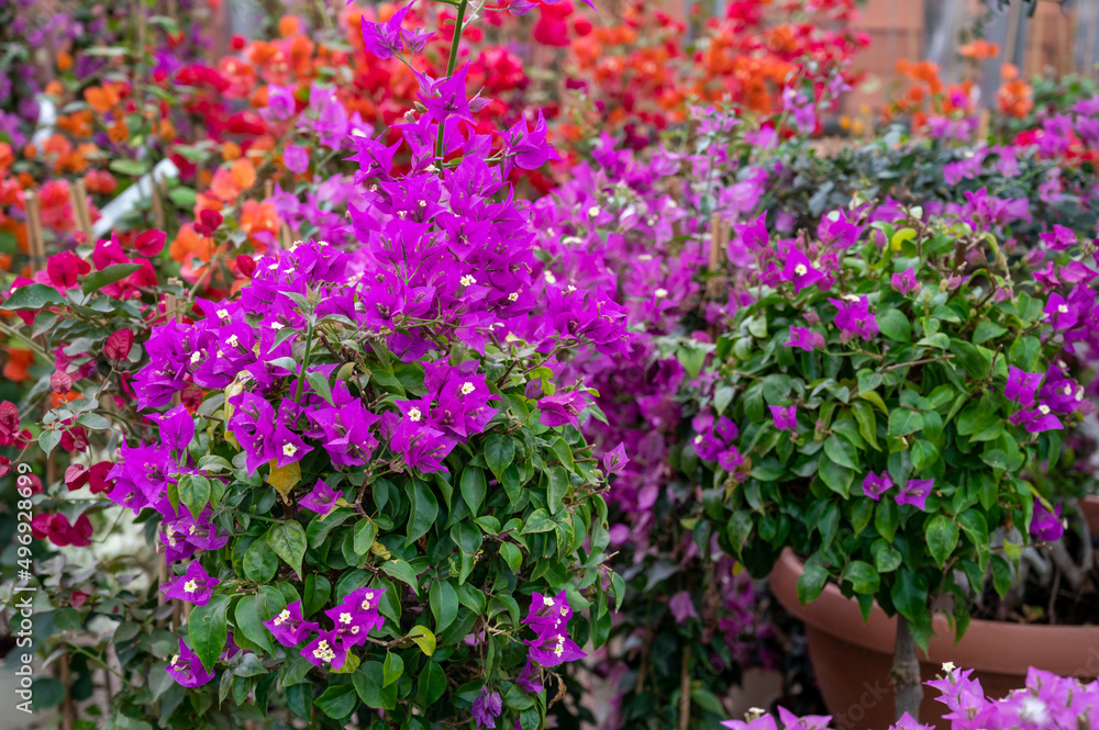Many different tropical and exotic garden plants and colorful bougainvillea flowers for sale in Spanish garden shop