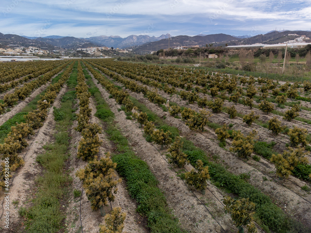Aerial view on rows of evergreen avocado trees on plantations in Costa Tropical, Andalusia, Spain Aerial view on rows of evergreen avocado trees on plantations in Costa Tropical, Andalusia, Spain