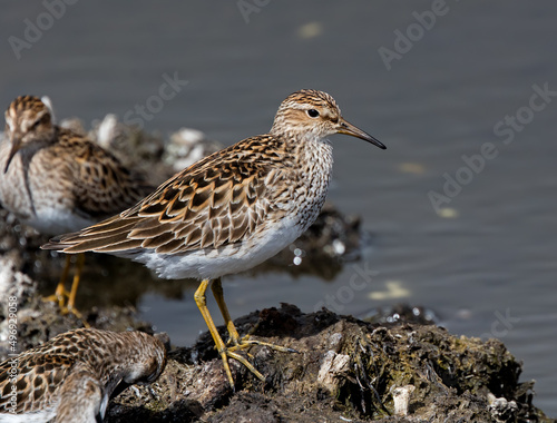 Bilde på lerret Portrait of a Pectoral Sandpiper