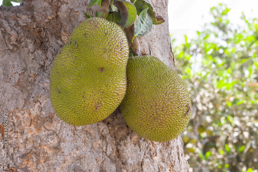 Breadfruit Artocarpus altilis in Peru Breadfruit Artocarpus altilis in Peru