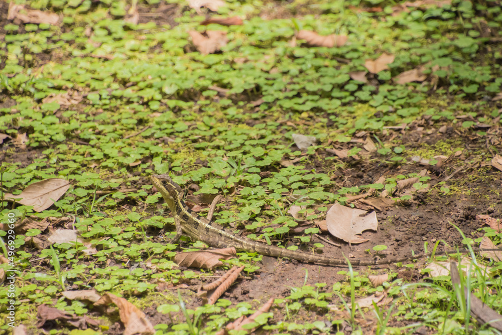 Colorful fauna and biodiversity in Costa Rica. Colorful fauna and biodiversity in Costa Rica.
