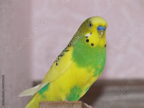 The budgie. The bird is yellow and green. A pet. Little friend
