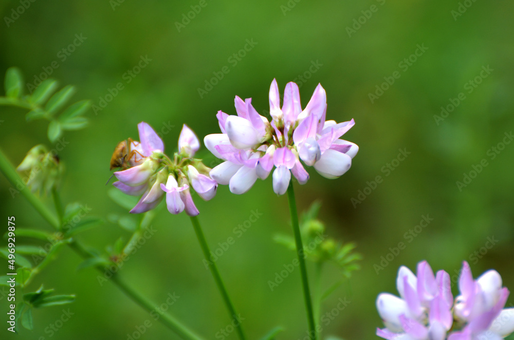 In nature, Securigera varia grows in herbs In nature, Securigera varia grows in herbs