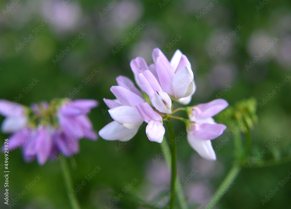 In nature, Securigera varia grows in herbs In nature, Securigera varia grows in herbs