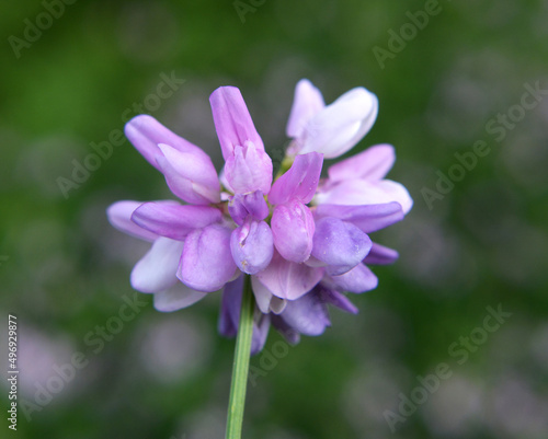In nature, Securigera varia grows in herbs