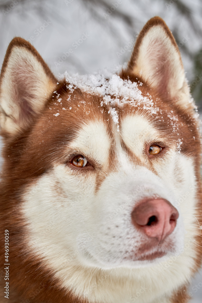 Portrait a beautiful red husky dog with snow on the muzzle close-up.