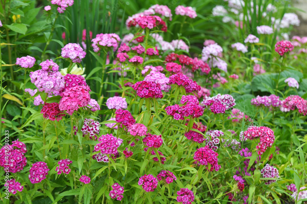 Carnation blooms on the flowerbed