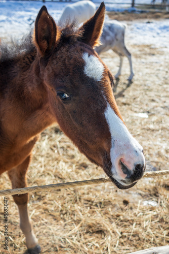 A small curious red foal of the Trakenin breed in the arena in winter. © Алина Савинова