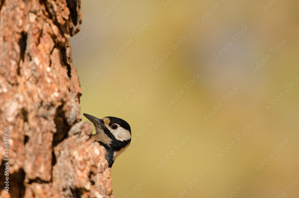 Great spotted woodpecker Dendrocopos major canariensis. Female. Las Lajas. Vilaflor. Corona Forestal Natural Park. Tenerife. Canary Islands. Spain.