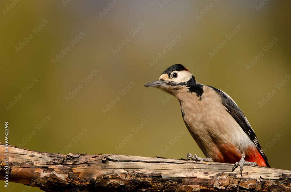 Great spotted woodpecker Dendrocopos major canariensis. Male. Las Lajas. Vilaflor. Corona Forestal Natural Park. Tenerife. Canary Islands. Spain. Great spotted woodpecker Dendrocopos major canariensis. Male. Las Lajas. Vilaflor. Corona Forestal Natural Park. Tenerife. Canary Islands. Spain.