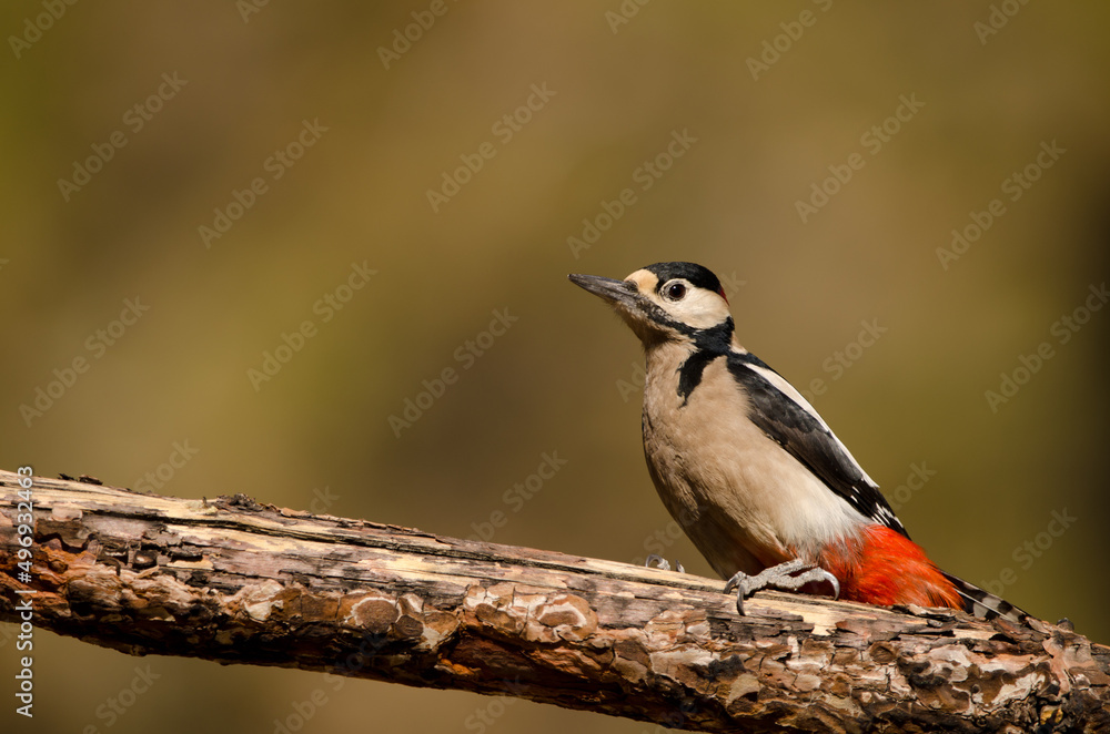 Great spotted woodpecker Dendrocopos major canariensis. Male. Las Lajas. Vilaflor. Corona Forestal Natural Park. Tenerife. Canary Islands. Spain. Great spotted woodpecker Dendrocopos major canariensis. Male. Las Lajas. Vilaflor. Corona Forestal Natural Park. Tenerife. Canary Islands. Spain.