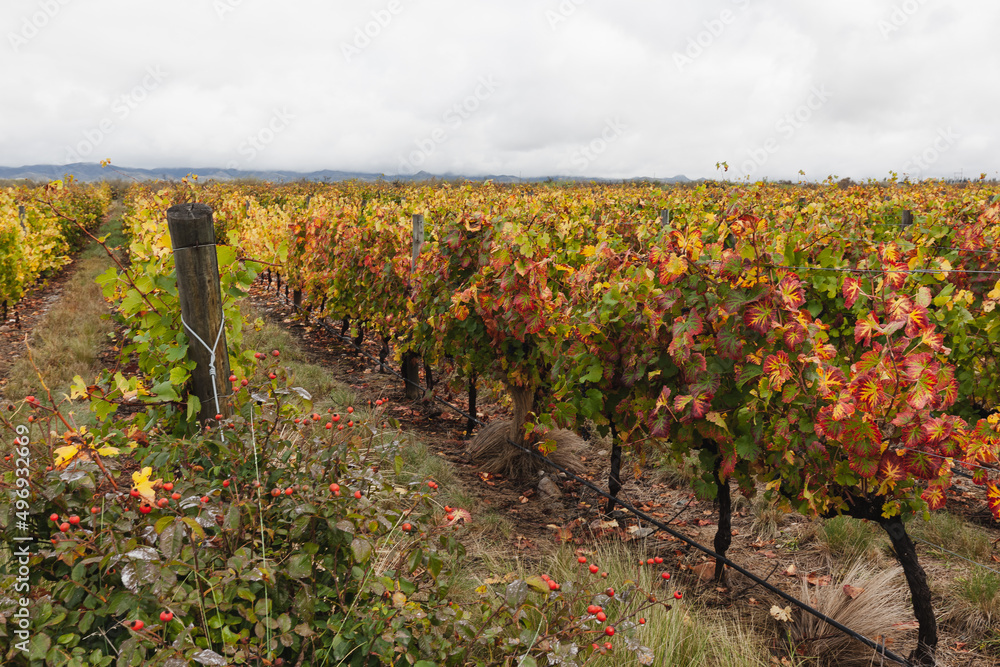 Wine and vineyards around the world - Argentina