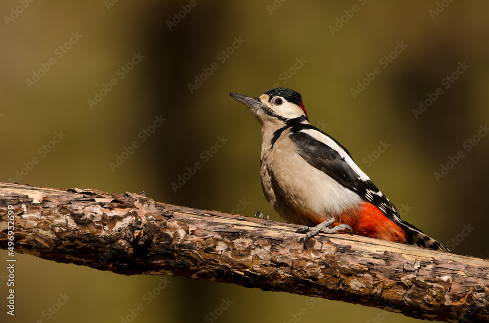 Great spotted woodpecker Dendrocopos major canariensis. Male. Las Lajas. Vilaflor. Corona Forestal Natural Park. Tenerife. Canary Islands. Spain. Great spotted woodpecker Dendrocopos major canariensis. Male. Las Lajas. Vilaflor. Corona Forestal Natural Park. Tenerife. Canary Islands. Spain.