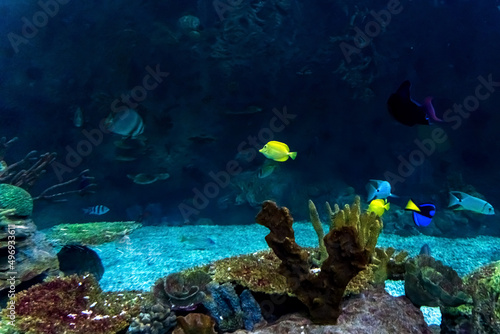 Animals of the underwater marine world. Ecosystem. Multicolored tropical fish. Life in a coral reef. High quality photo