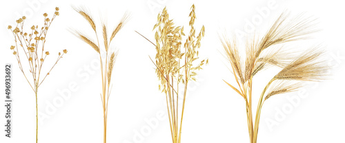 Collection of dried ears of cereals isolated on a white background. Ears of wheat, rye, flax and oat.