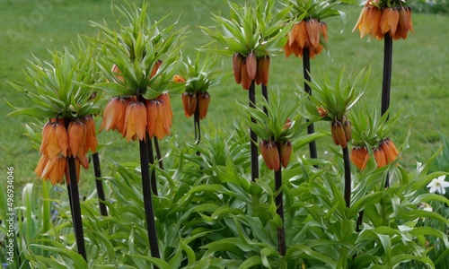 Beautiful spring image of fritillary imperialis with soft blurred background