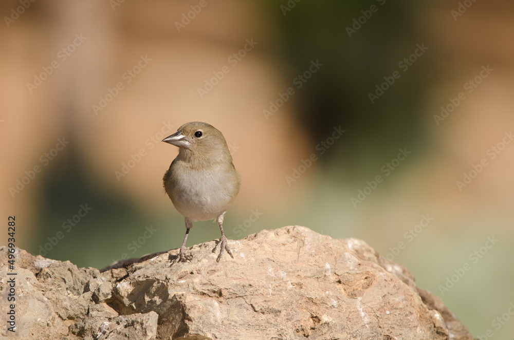 Tenerife blue chaffinch Fringilla teydea. Female. Las Lajas. Vilaflor. Corona Forestal Natural Park. Tenerife. Canary Islands. Spain. Tenerife blue chaffinch Fringilla teydea. Female. Las Lajas. Vilaflor. Corona Forestal Natural Park. Tenerife. Canary Islands. Spain.