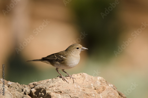 Tenerife blue chaffinch Fringilla teydea. Female. Las Lajas. Vilaflor. Corona Forestal Natural Park. Tenerife. Canary Islands. Spain.