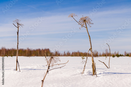 dry cow parsnip in the field in winter photo