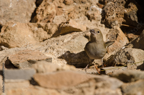 Tenerife blue chaffinch Fringilla teydea. Female drinking water. Las Lajas. Vilaflor. Corona Forestal Natural Park. Tenerife. Canary Islands. Spain. photo