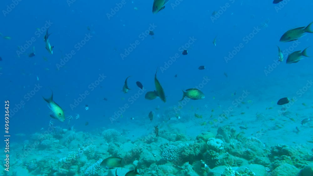 Shoal of male orange Anthias swim in the blue water over coral seabed. Sea Goldie or Lyretail Anthias, Orange Basslet - Pseudanthias squamipinnis. Slow motion. Red sea, Egypt