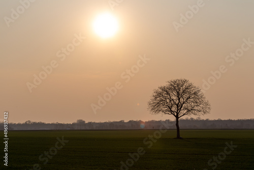 Wallpaper Mural Arbre seul dans un champ
 Torontodigital.ca