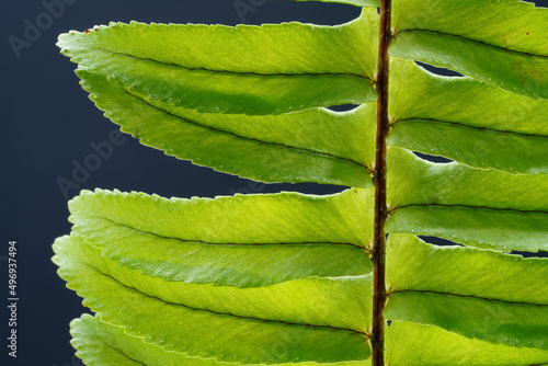 Fern leaf, ( Blechnum spicant ) close-up on dark background. photo