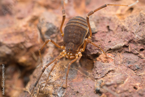 Harvestman spider, Hadrobunus grandis, Satara, Maharashtra, photo