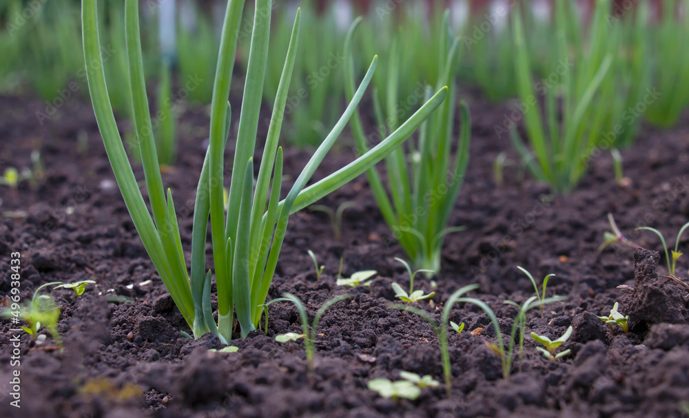 green onions in the beds in summer, green onions growing on the farm.Natural product. green onions in the beds in summer, green onions growing on the farm.Natural product.