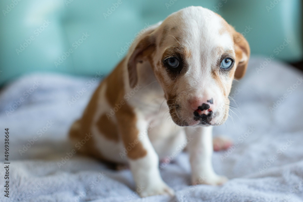 Lab mix puppies, cute puppies, puppies at play