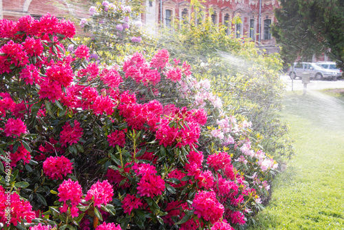 Fototapeta Naklejka Na Ścianę i Meble -  Large bush blooming rhododendron in the botanical garden. Many purple pink flowers under the drops of watering, rain. Rhododendron, beautiful background. Watering the bush