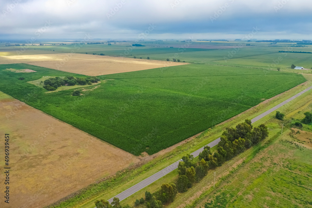 Corn cultivation, Buenos Aires Province, Argentina.