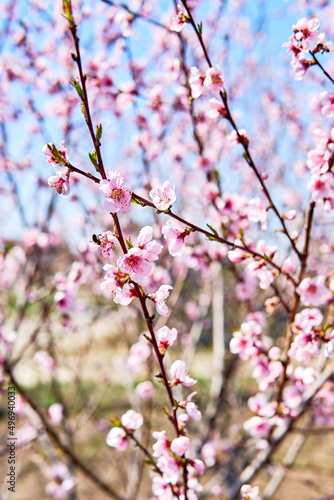 A spring day with pink peach flower