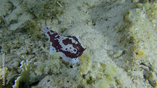 Nudibranch on seabed. Concentric Slug - Pleurobranchus grandis. Red sea, Egypt photo