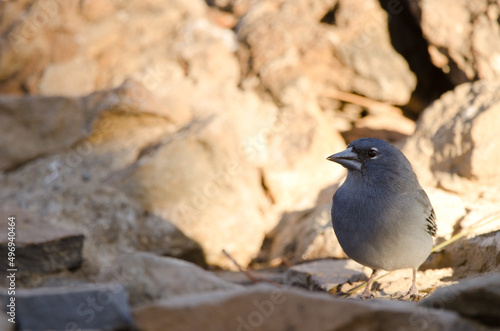 Tenerife blue chaffinch Fringilla teydea. Male drinking water. Las Lajas. Vilaflor. Corona Forestal Natural Park. Tenerife. Canary Islands. Spain. photo