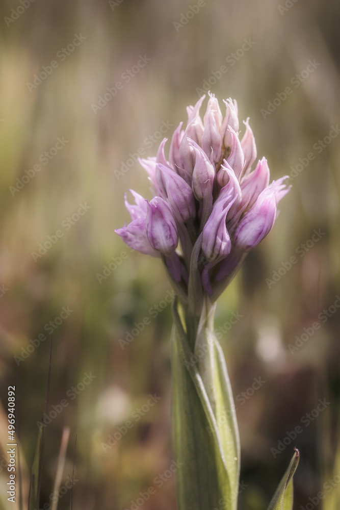 Sicilian Spring Flower Macro in Italy, Europe on a lovely warm day Sicilian Spring Flower Macro in Italy, Europe on a lovely warm day
