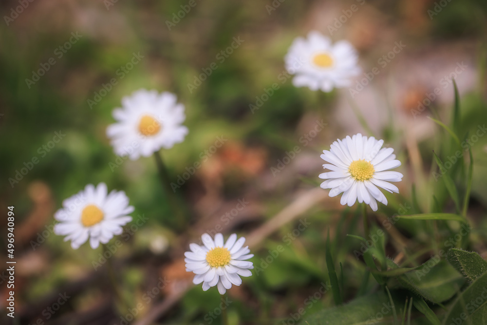 Sicilian Flower Plant Macro in spring Italy in Europe on a lovely day Sicilian Flower Plant Macro in spring Italy in Europe on a lovely day