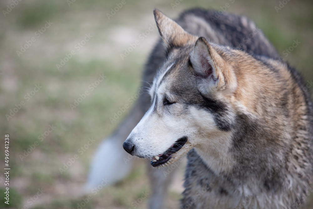 Obraz premium Husky Wolf hybrid dog at a lake dog park