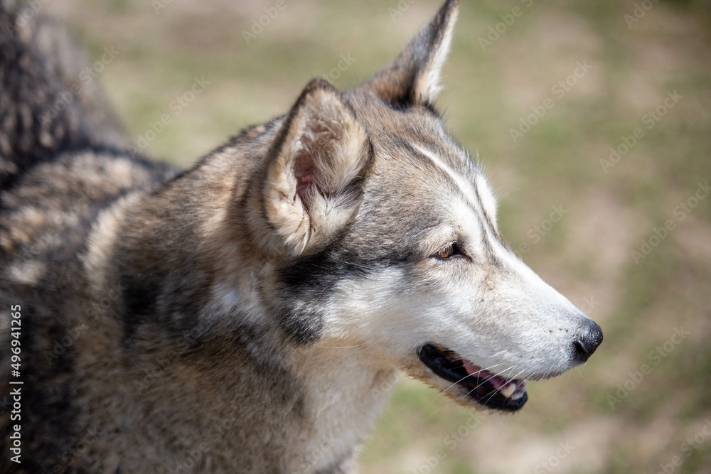 Husky Wolf hybrid dog at a lake dog park Husky Wolf hybrid dog at a lake dog park