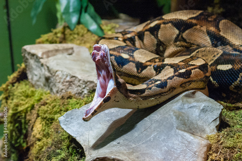 Phyton with open mouth and teeth