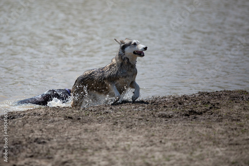 Husky Wolf hybrid dog at a lake dog park