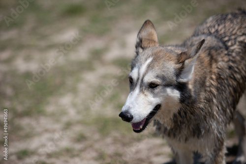 Husky Wolf hybrid dog at a lake dog park