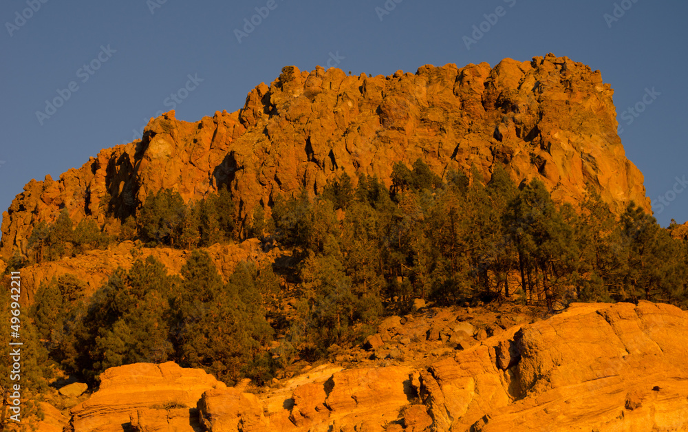 Rocky cliff and Canary island pines Pinus canariensis. Vilaflor. Tenerife. Canary Islands. Spain.