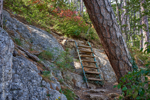 A small wooden ladder to climb to the top of the hiking trail. Botkinskaya path among the pine forest. Yalta, Crimea. photo