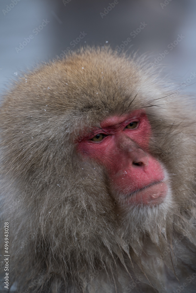Naklejka premium The Japanese macaque (Macaca fuscata)