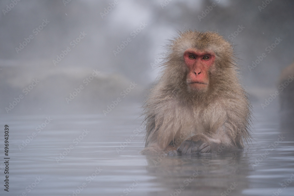 Naklejka premium The Japanese macaque (Macaca fuscata)