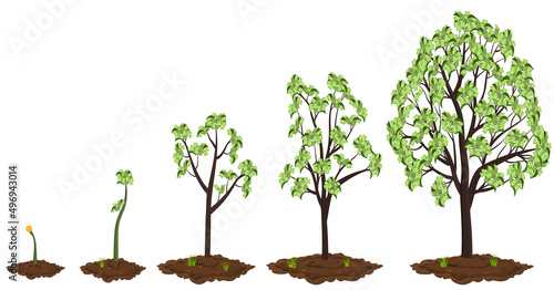 Five stages of growing money tree.