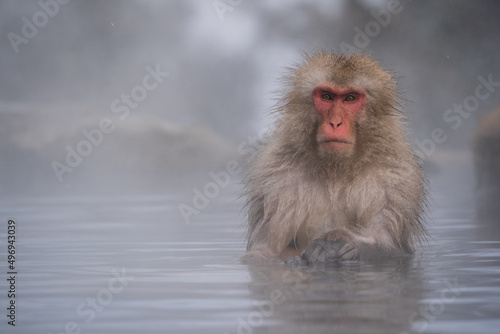 The Japanese macaque  Macaca fuscata 